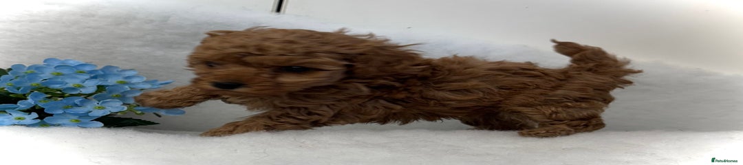 Toy Poodle Puppy 1