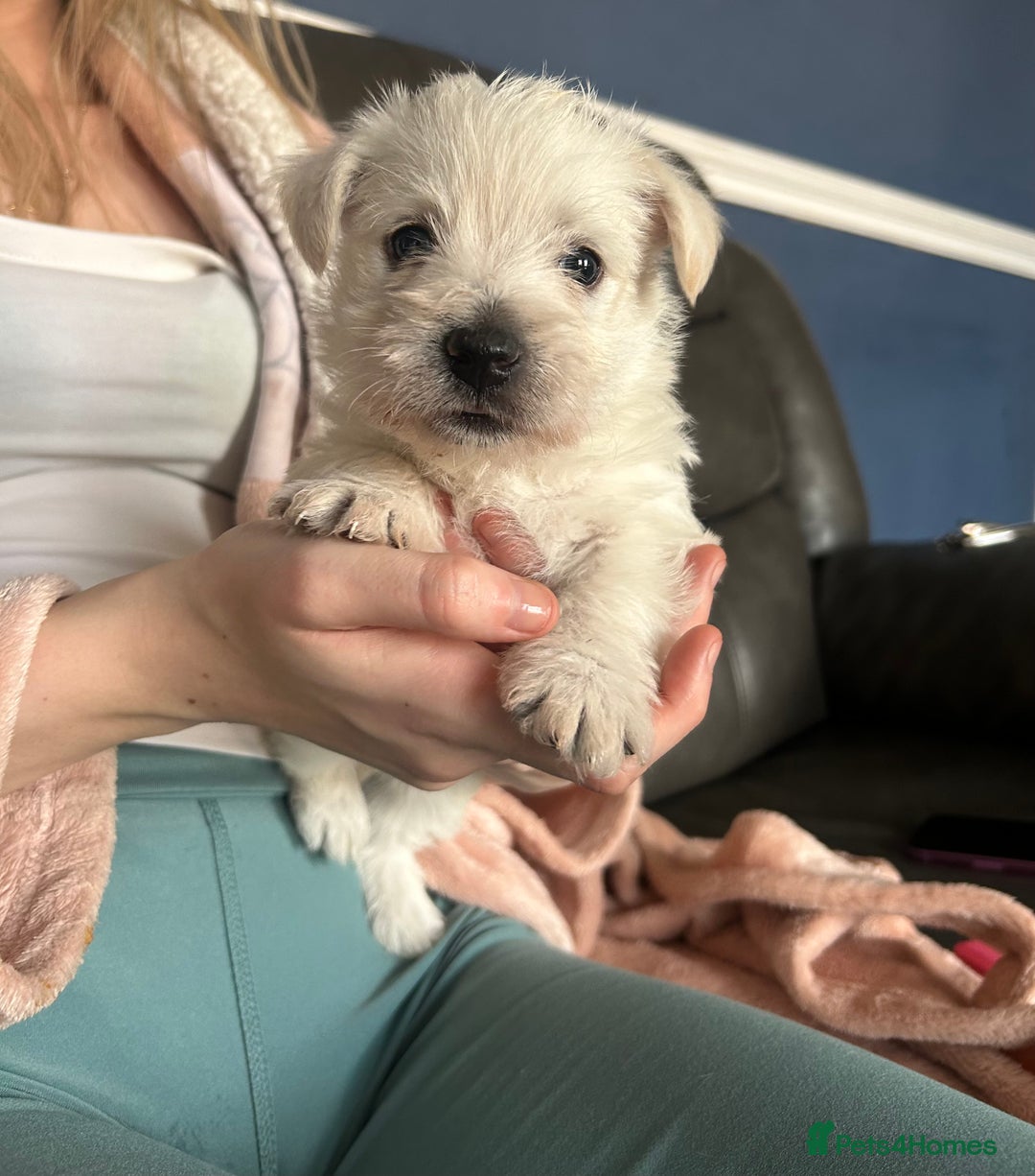 West Highland Terrier dogs for sale: Gorgeous West Highland White (Westie) Puppies - Image 14