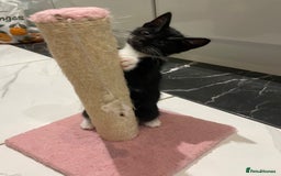 Mixed Breed cats for sale: 2 beautiful girl kittens - Image 2