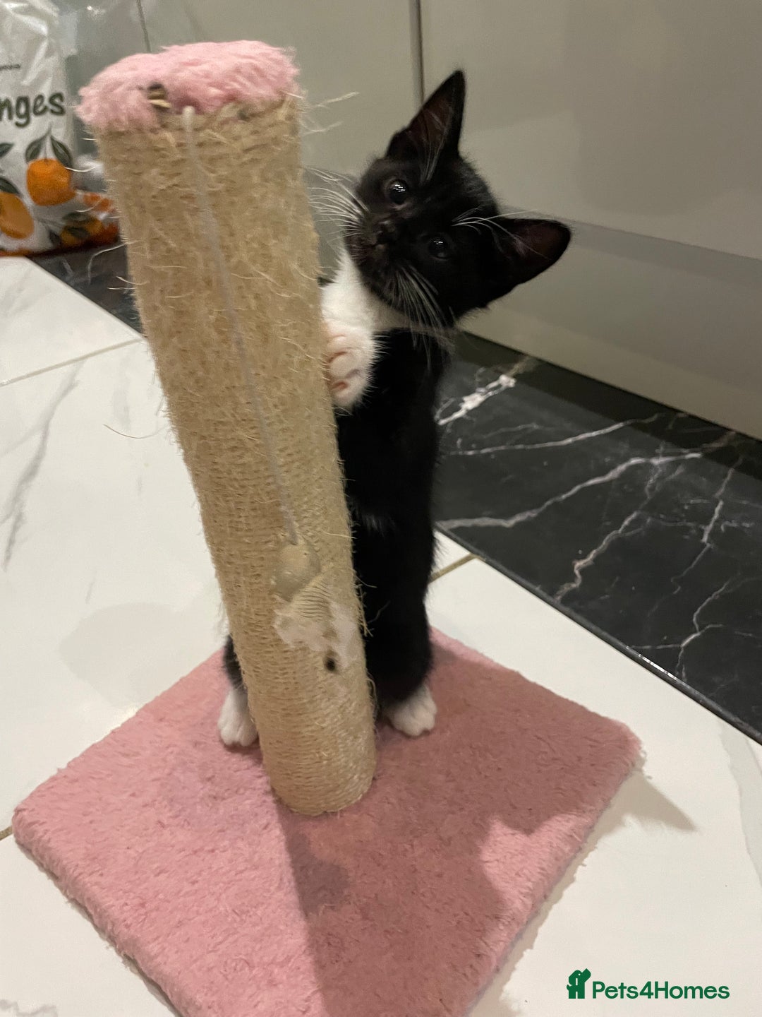 Mixed Breed cats for sale: 2 beautiful girl kittens - Image 2