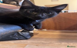 Mixed Breed cats for sale: kittens - Image 1