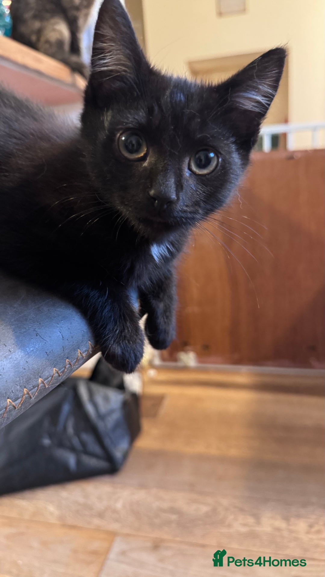 Mixed Breed cats for sale: kittens - Image 1