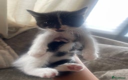 Ragdoll cats for sale: Beautiful fluffy kittens  - Image 3