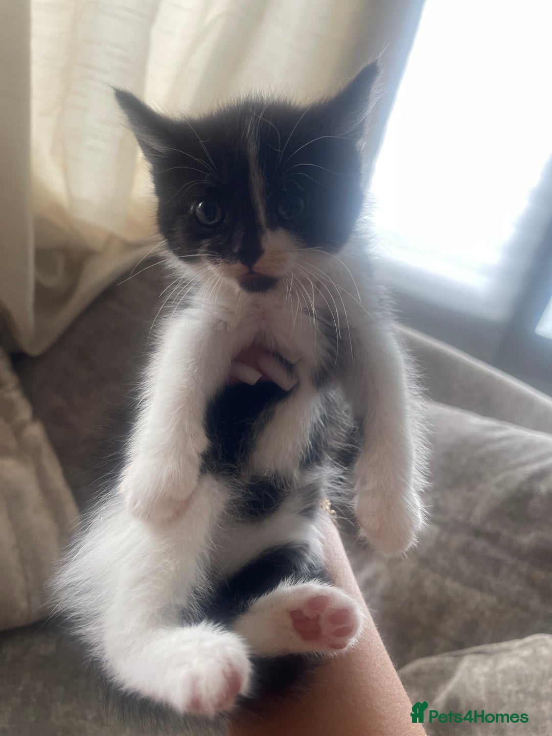 Ragdoll cats for sale: Beautiful fluffy kittens  - Image 3