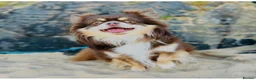 Chihuahua dogs for stud: Willow-Available at Stud (KC R Chihuahua) - Advert 1