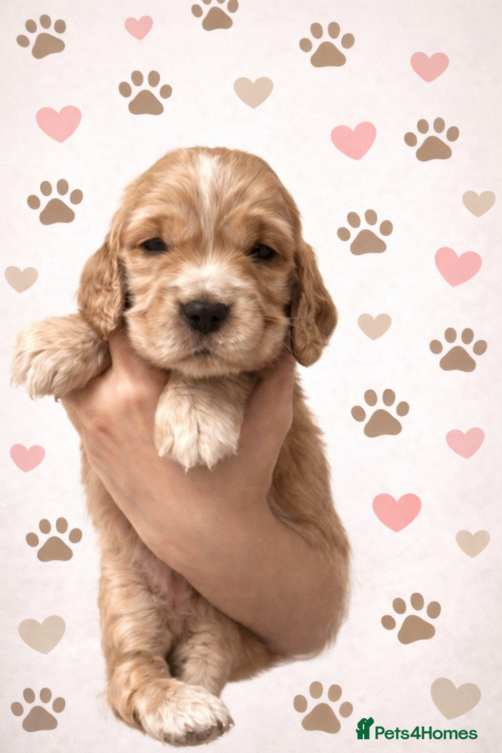 Cocker Spaniel dogs  SHOW true to type quality puppies 🐶2 BOYS LEFT * - Advert 6