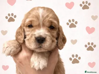 Cocker Spaniel dogs SHOW true to type quality puppies 🐶2 BOYS LEFT * - Advert 6