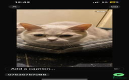 Scottish Fold cats for sale: Free to good home Scottish fold per - Image 2