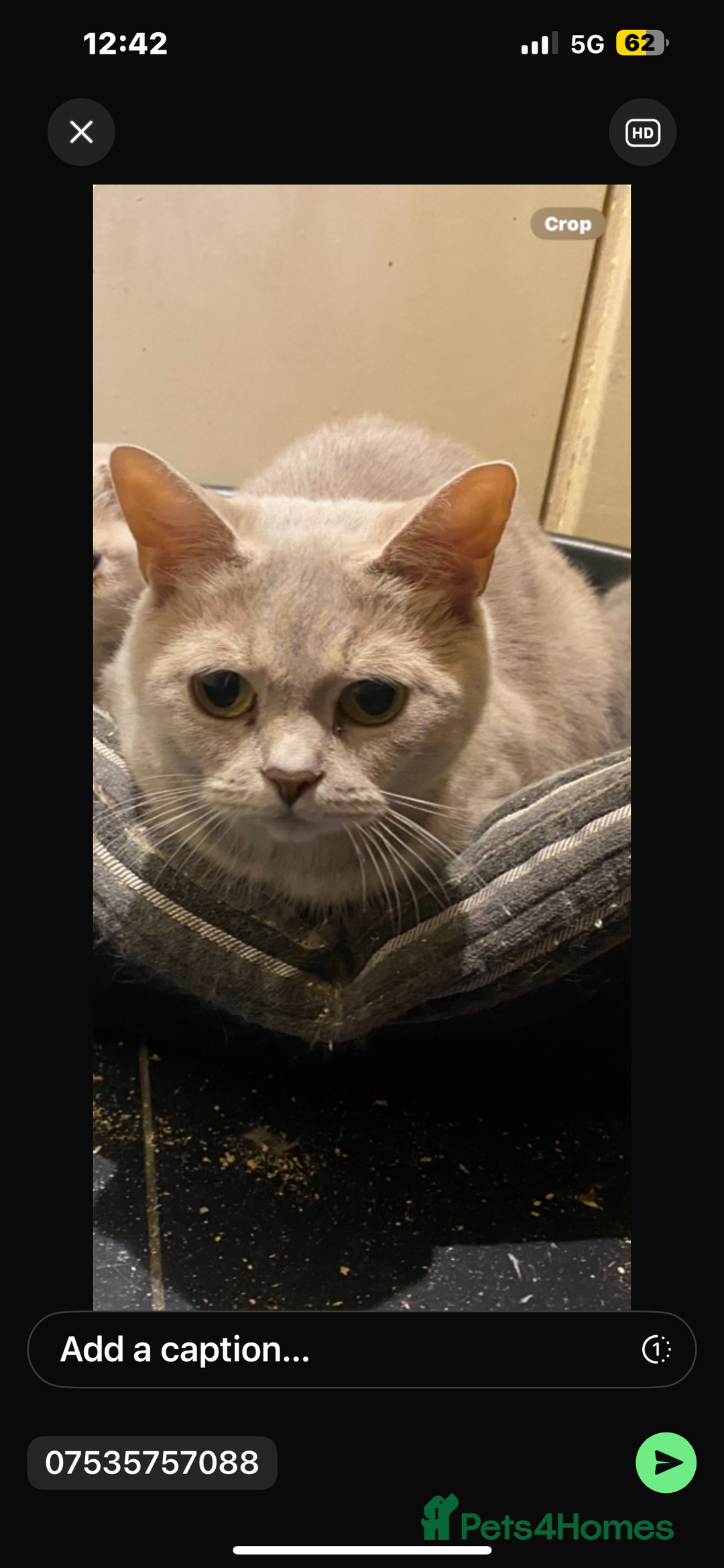 Scottish Fold cats for sale: Free to good home Scottish fold per - Image 2