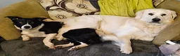 Mixed Breed dogs for sale: A litter of 10 beautiful Coltriever puppies - Advert 15