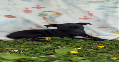 Italian Greyhound dogs - Advert 6