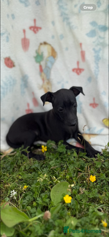 Italian Greyhound dogs - Advert 1