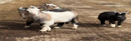 Goats livestock for sale: Pygmy goats! Various ages, all wether goats  - Advert 10