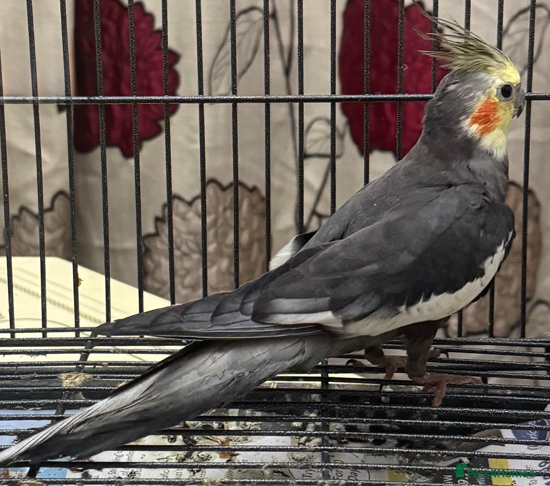 Cockatiels birds for sale: Baby Male Cockatiel - lovely condition   - Advert 4