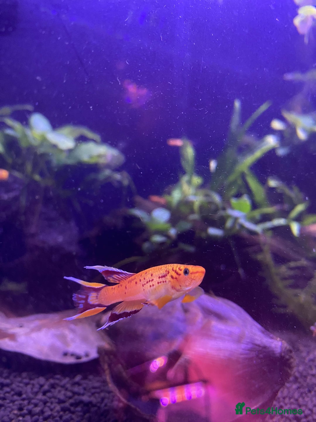 Live Bearers fish for sale: Killifish and Shrimp  - Image 3