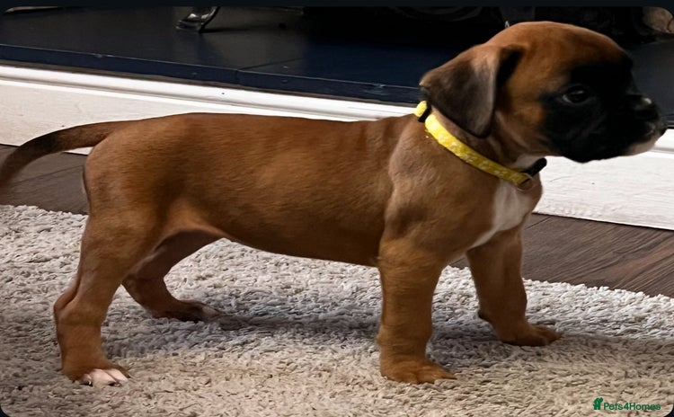Boxer dogs - Advert 2