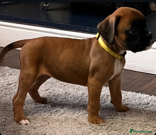 Boxer dogs - Advert 1