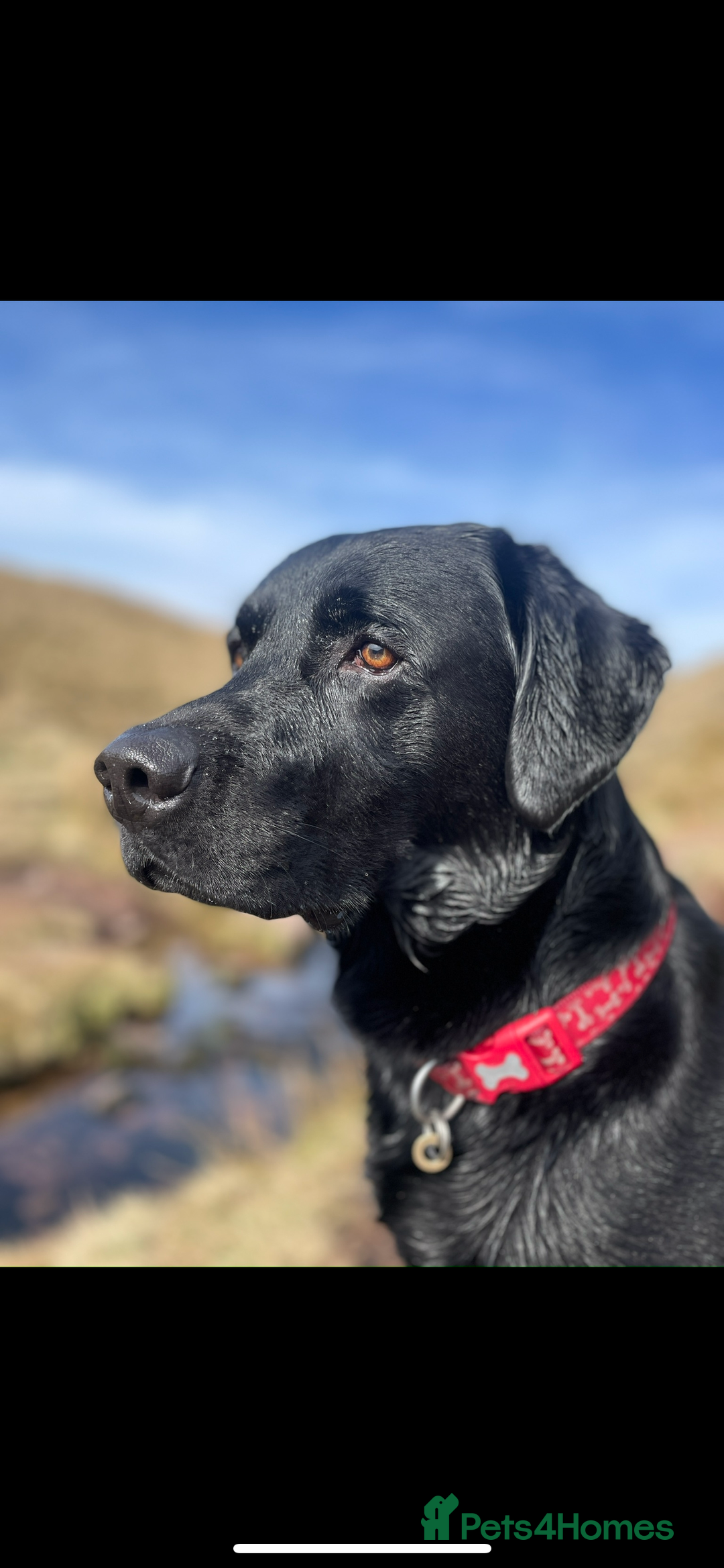 Labrador Retriever dogs for stud: Black Labrador Stud - Image 2