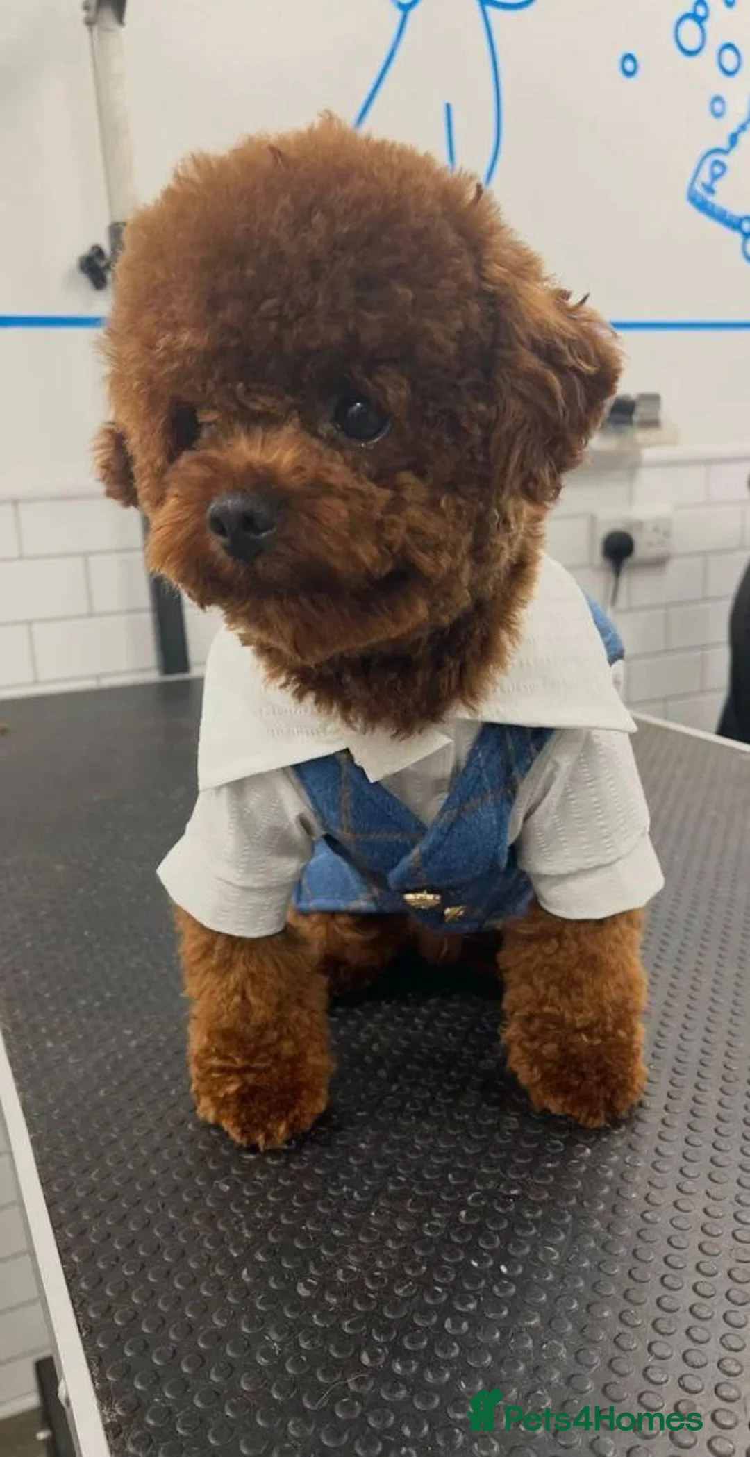 Maltipoo dogs for sale: DNA clear toy Asian lines maltipoo - Advert 24