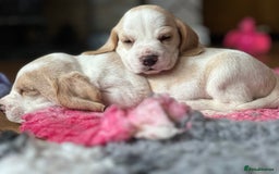 Beagle dogs for sale: KC Registered Beagles - Image 2