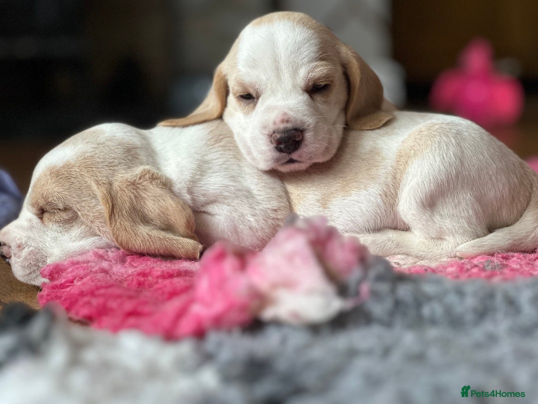 Beagle dogs for sale: KC Registered Beagles - Image 2