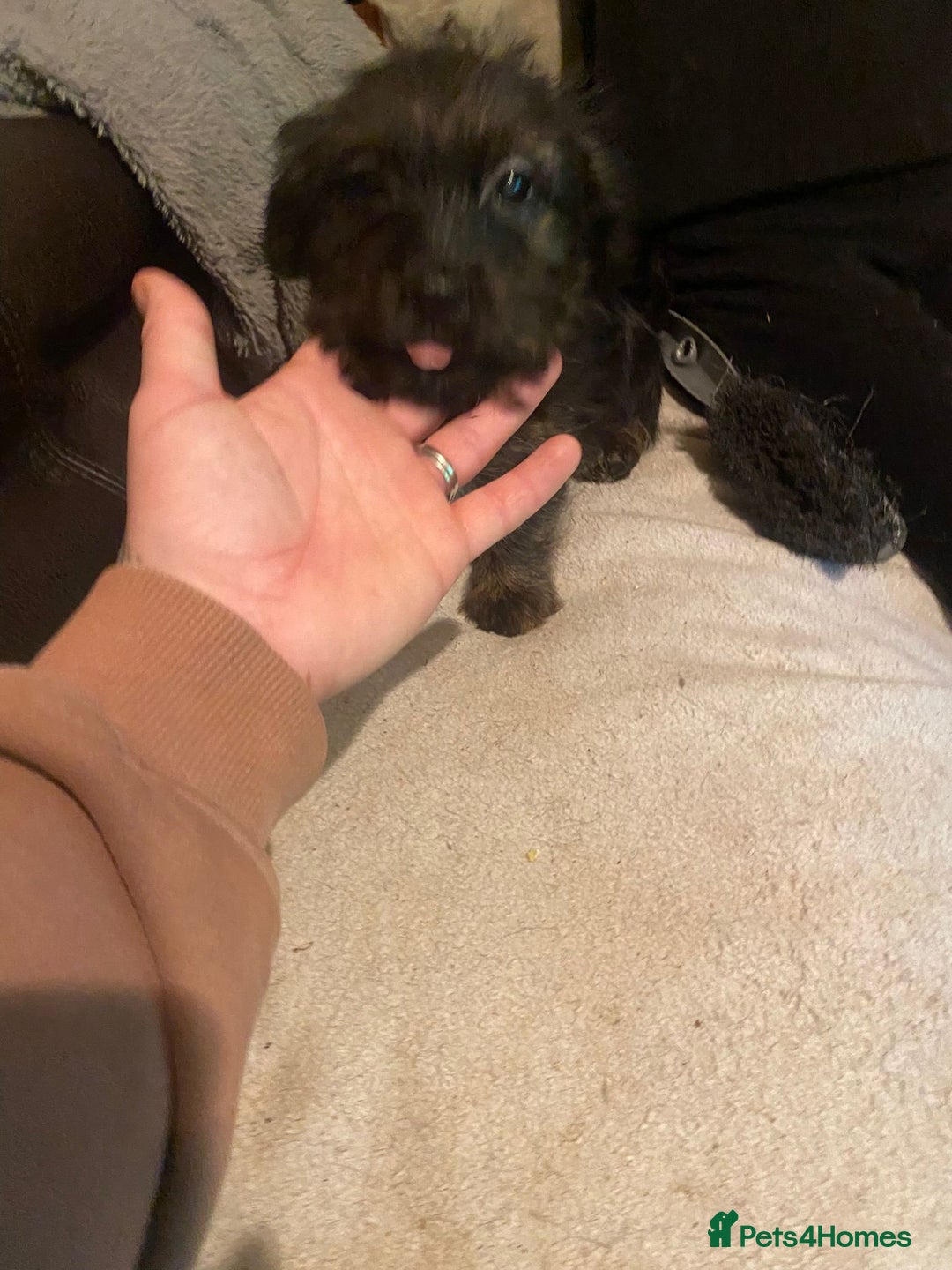 Mixed Breed dogs for sale: Beautiful puppies - Advert 8