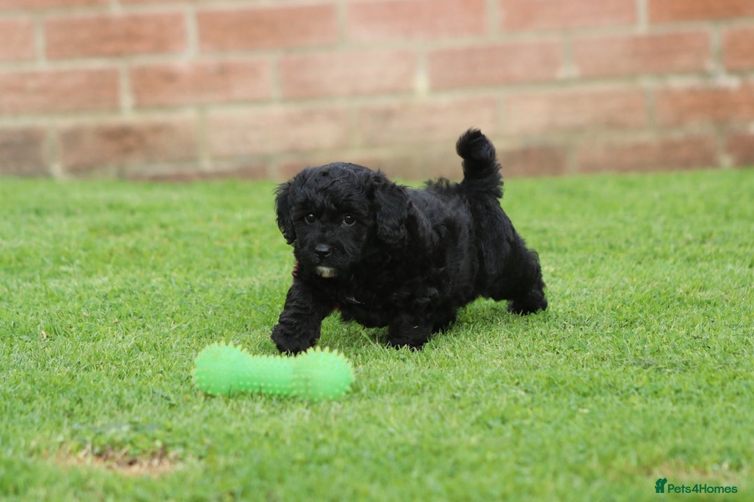 Cavapoochon dogs for sale: Beautiful Cavapoochon puppies for sale - Image 20