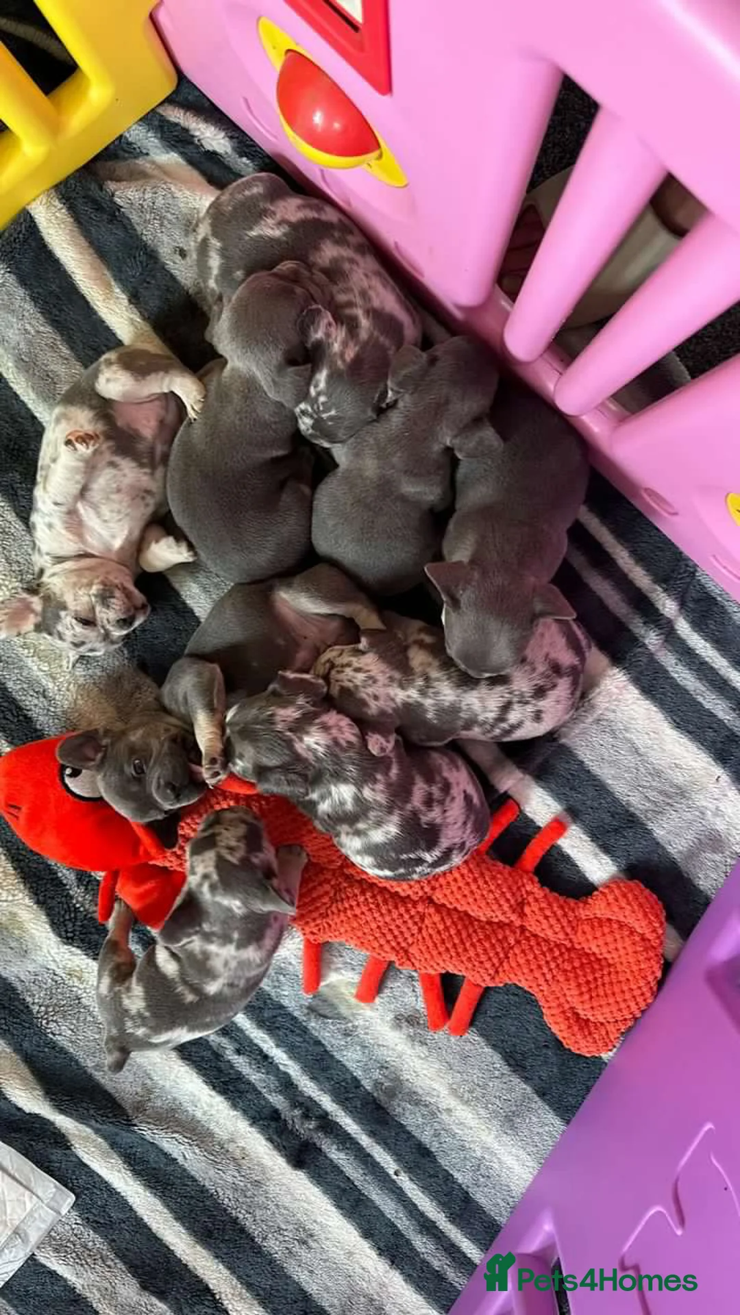 French Bulldog dogs for stud: 💎Blue & Tan 🤎 Merle French bulldog stud 🧬🔥 in Manchester - Advert 23