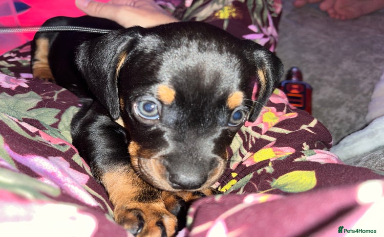 Mixed Breed dogs - Advert 1