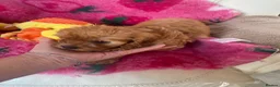 Cavapoo dogs for sale: F1 Fox red cavapoo  girls available 🐶 - Advert 8
