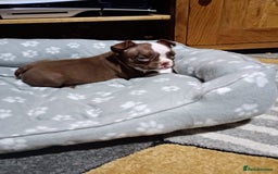 American Bully dogs for sale: Pocket American bully - Image 1