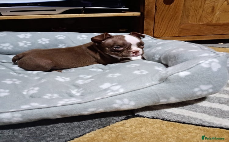 American Bully dogs - Advert 1