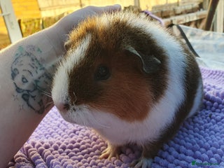 Guinea Pig rodents Beautiful guinea pigs - Advert 12