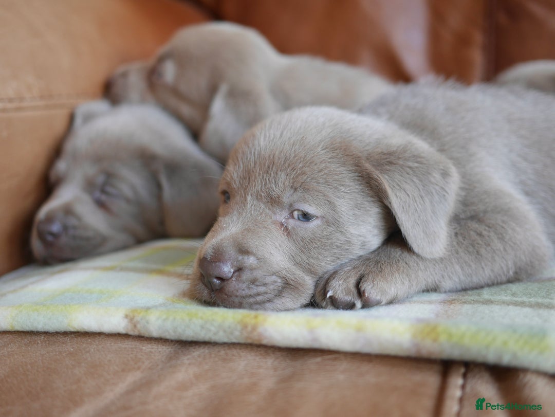Labrador Retriever dogs for sale: Quality Health Tested Silver Labrador Puppies - Advert 10
