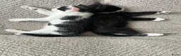 Mixed Breed cats for sale: Adorable kittens for sale - Advert 14