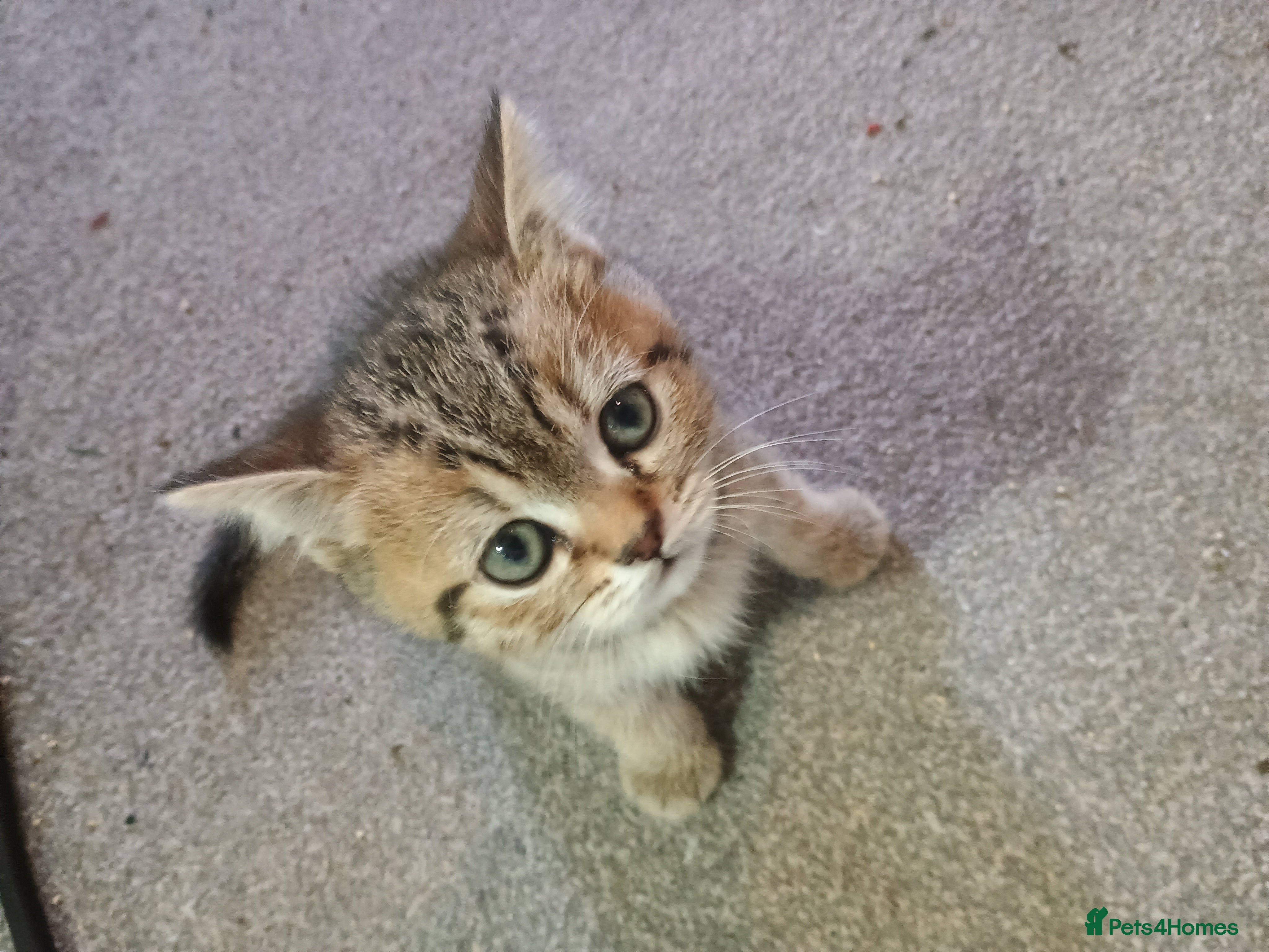 British Shorthair cats British shorthair kittens. Ready now. - Advert 8