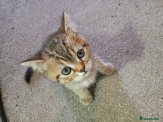 British Shorthair cats British shorthair kittens. Ready now. - Advert 8