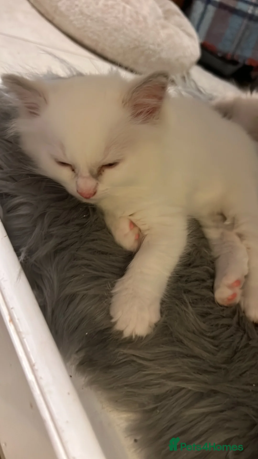 Ragdoll cats for sale: Blue Tortie Lynx kittens pure ragdolls - Advert 26