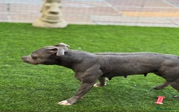Staffordshire Bull Terrier dogs for sale: LILO .. blue female .READ ALL THE ADD  - Image 2