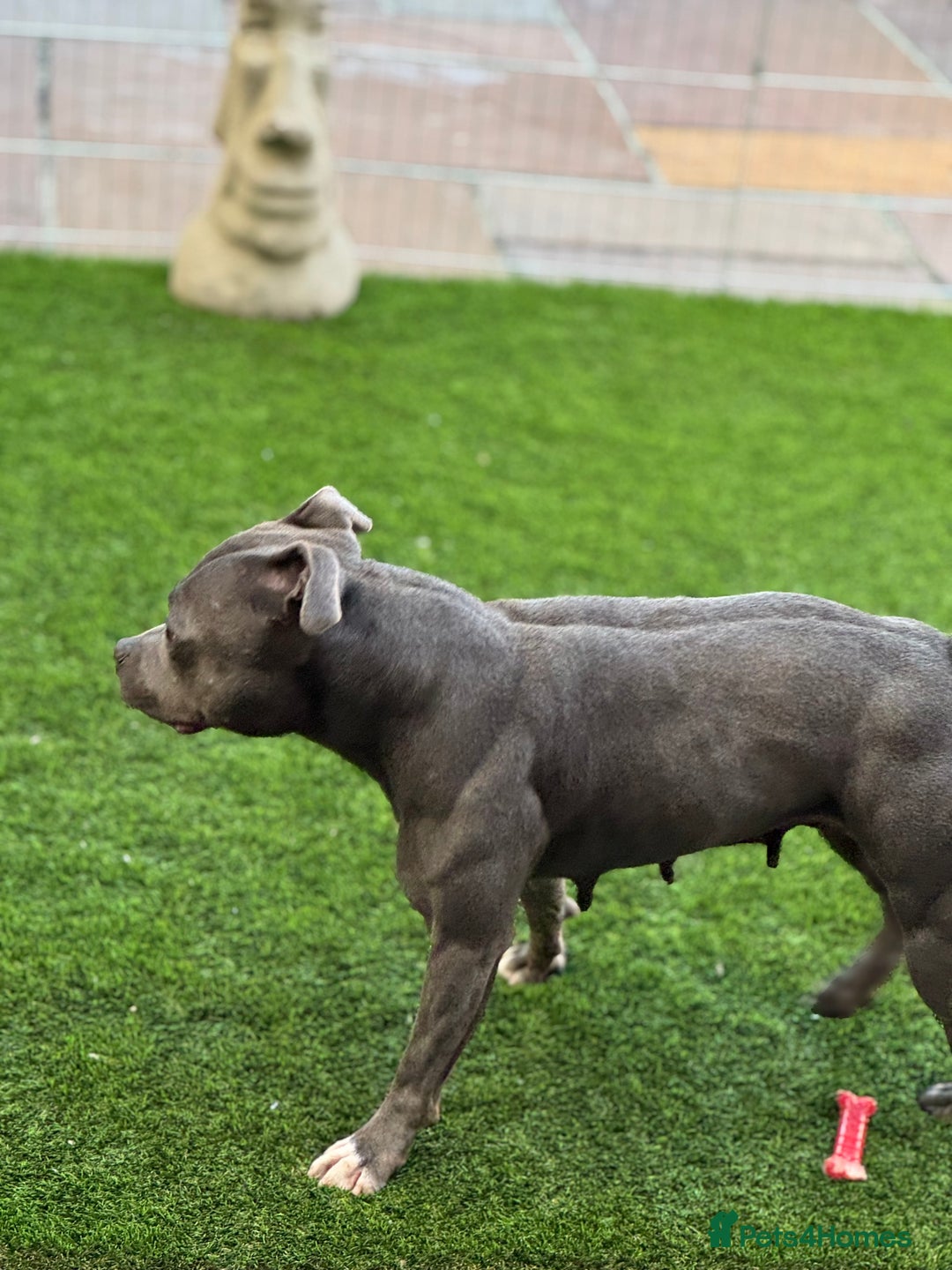 Staffordshire Bull Terrier dogs for sale: LILO .. blue female .READ ALL THE ADD  - Image 2