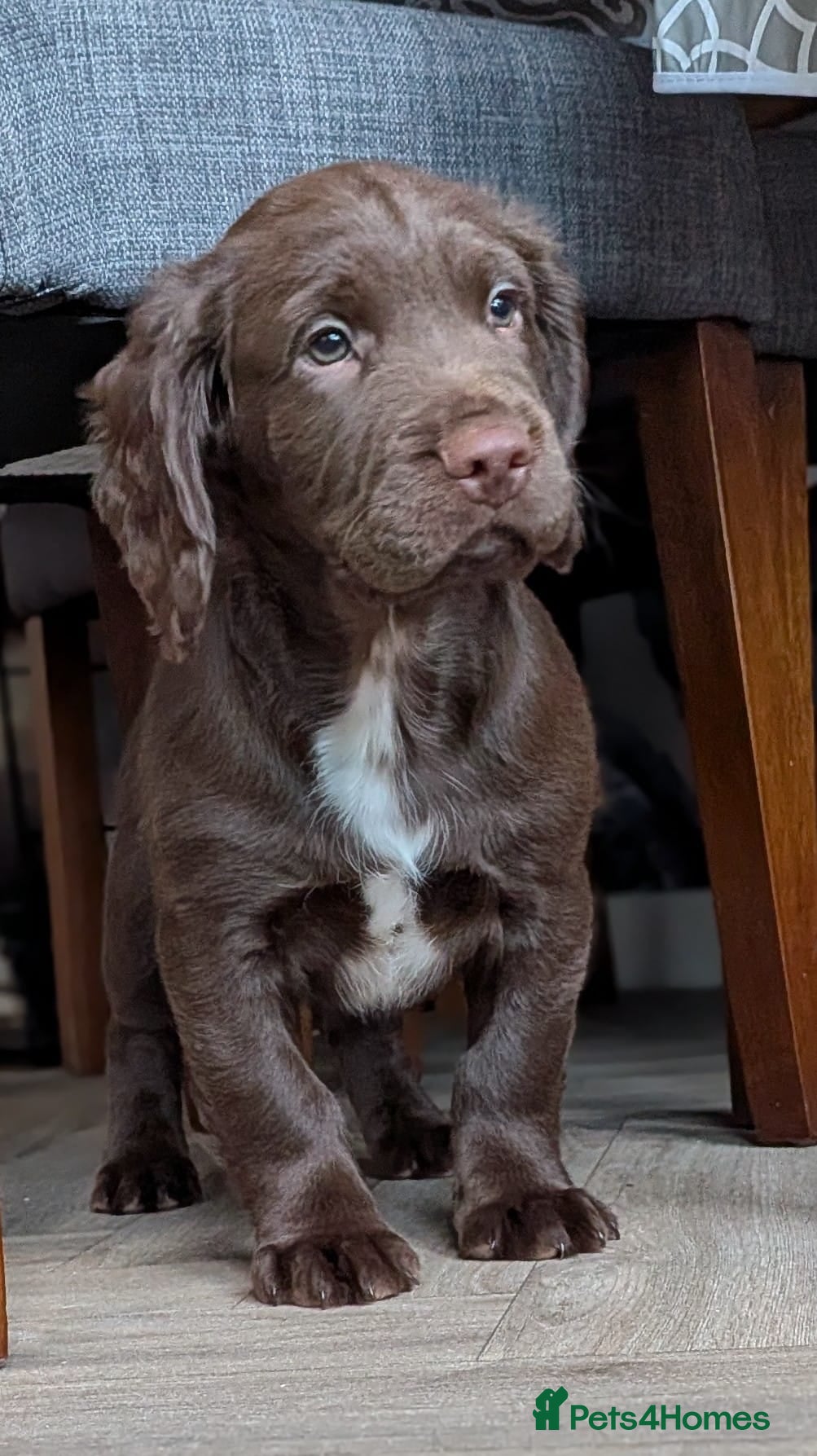 Sprocker dogs READY NOW Sprocker puppy  - Advert 3