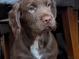 Sprocker dogs READY NOW Sprocker puppy - Advert 3