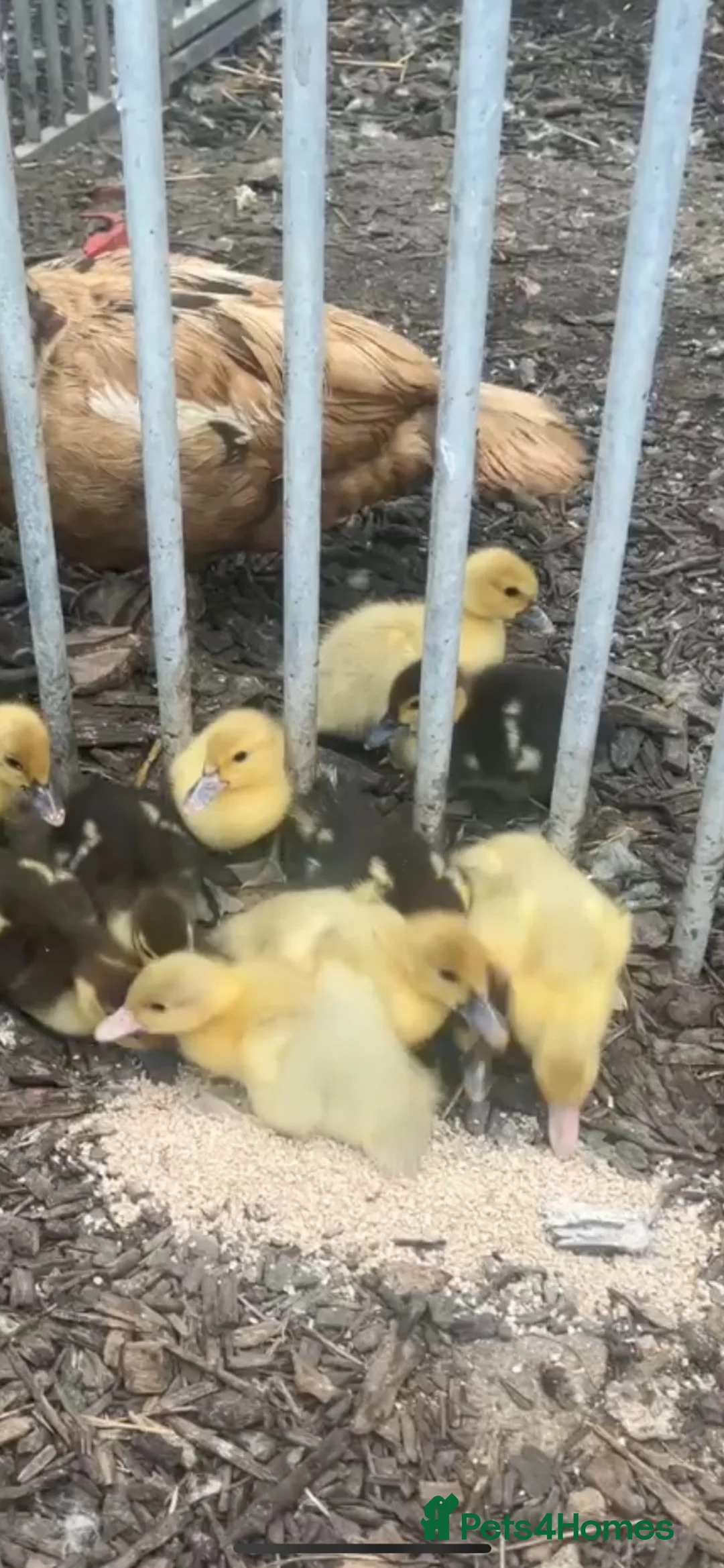 Ducks poultry for sale: Muscovy ducklings  - Advert 2