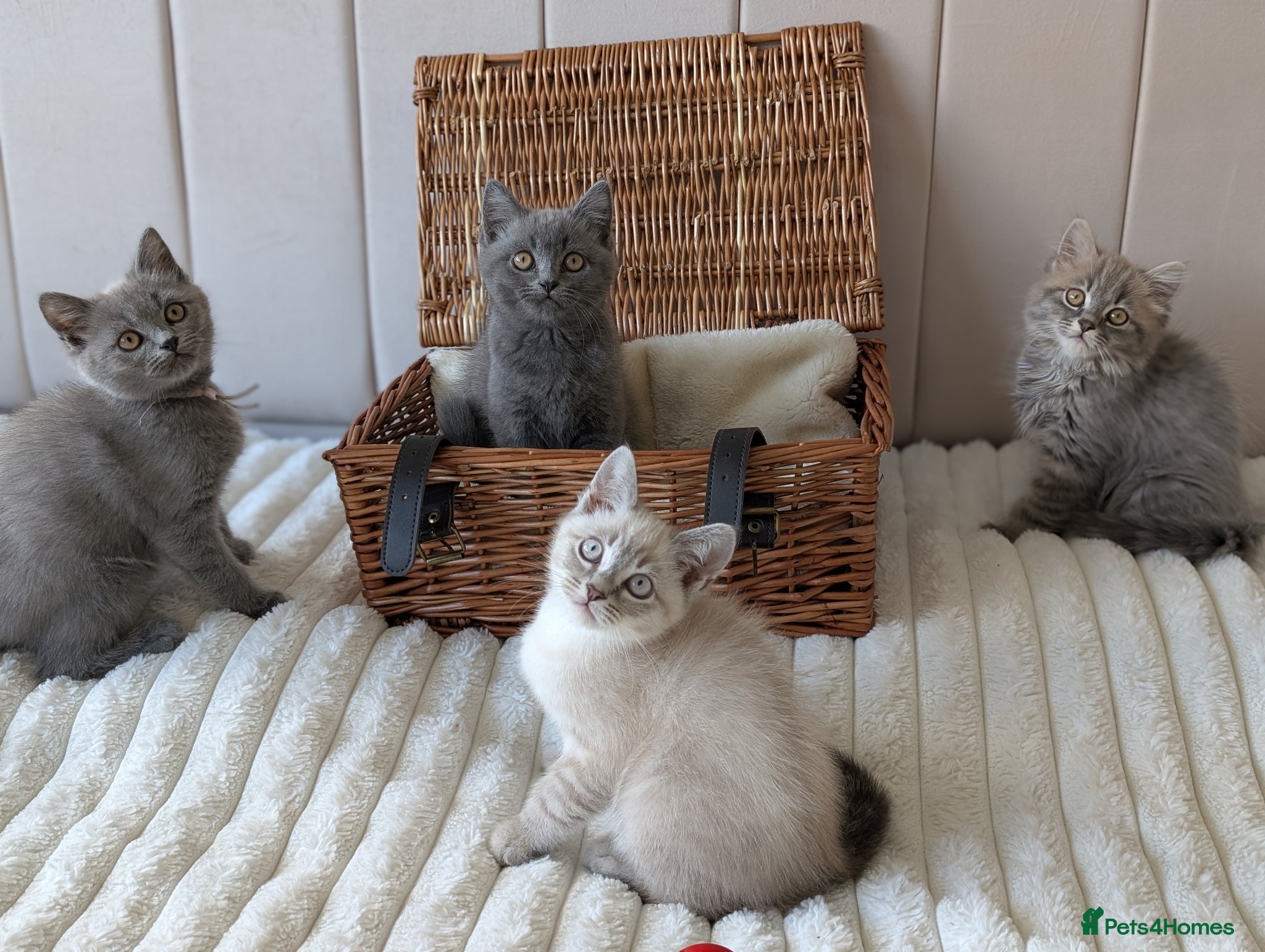 British Shorthair cats for sale: 🐾 Beautiful British Shorthair / Longhair Kittens  - Advert 1