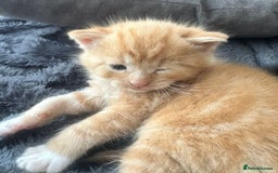 British Longhair cats for sale: Beautiful litter of kittens  - Image 9
