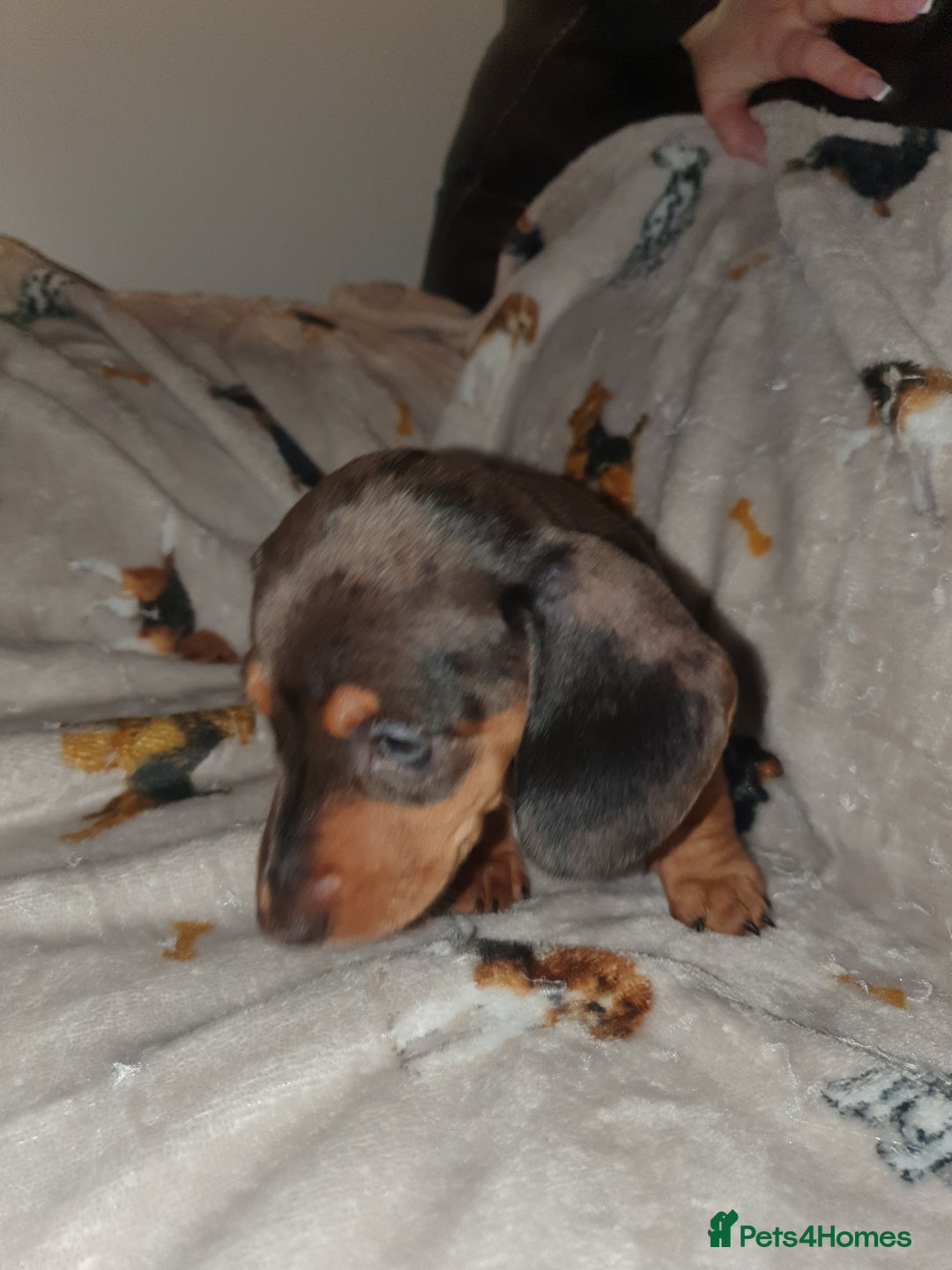 Miniature Dachshund dogs for sale: Minature dachshunds - Advert 6