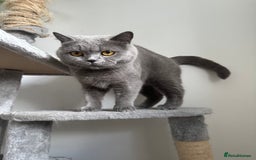 British Shorthair cats for sale: GCCF active queen for sale  - Image 1