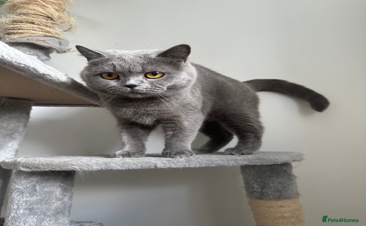 British Shorthair cats - Advert 4