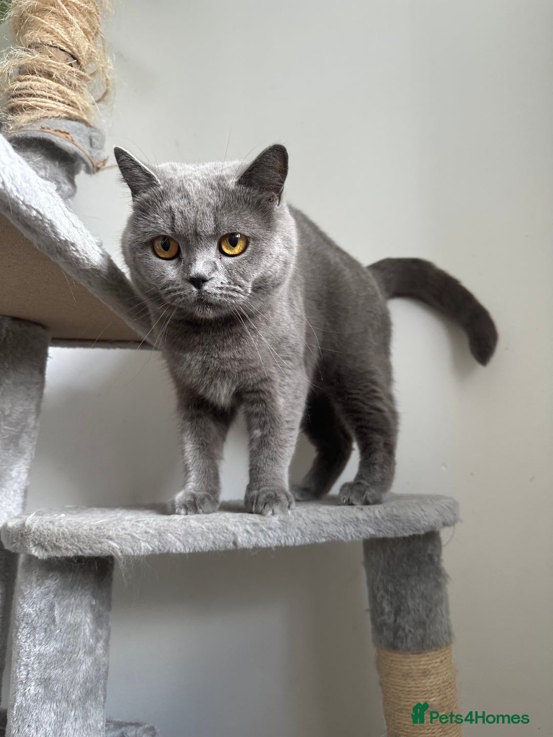 British Shorthair cats for sale: GCCF active queen for sale  - Image 1