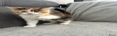 Mixed Maine Coon 3